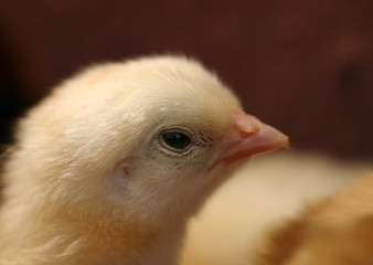 newborn chicks
