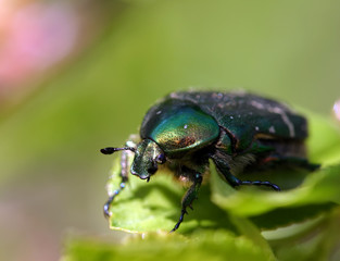 green Maybug