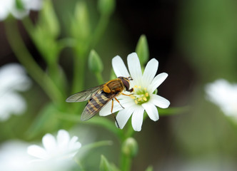 spring Flowers