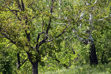 Fototapeta premium forest
