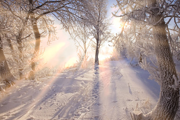 winter Walk