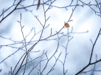 Close up of beech leaves with hoarfost in winter forest
