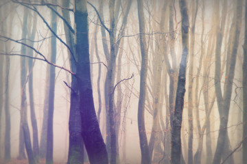 English woodland on a foggy misty morning