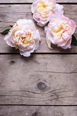Tender pink peonies flowers on aged wooden background.