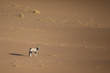 Oryx walking through the sand dunes of Namibia.