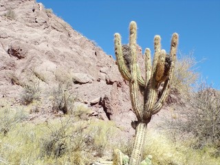 Cactus in the valley of Tupiza in Bolivia