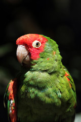 Portrait eines Rotmaskensittichs (Aratinga mitrata)