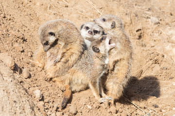 Group hug Meerkat