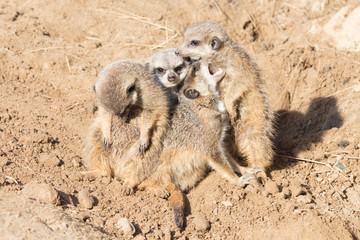 Group hug Meerkat