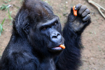 silberrücken gorilla assumbo im rostocker darwineum zoo