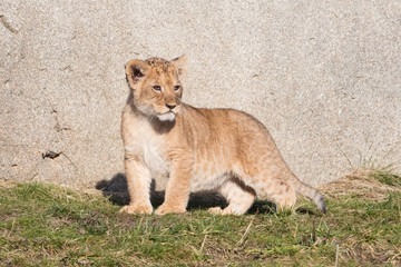 Lion cub exploring it's surroundings