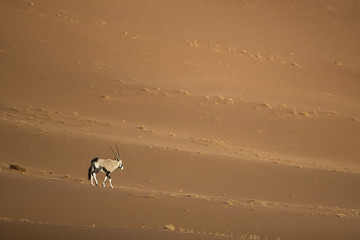 Oryx walking through the sand dunes of Namibia.