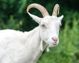 Saanen Goat Portrait A Saanenziege, Chevre De Gessenay, Capra Di Saanen, Swiss Breed Of Domestic Goat - 135542901