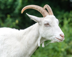 Saanen Goat Portrait D Saanenziege, Chevre De Gessenay, Capra Di Saanen, Swiss Breed Of Domestic Goat - 135542926