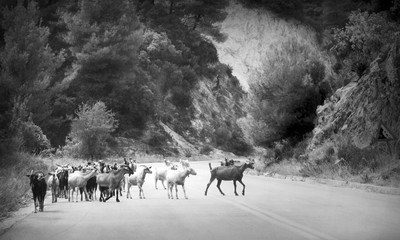 Black and white photo of goats on the road