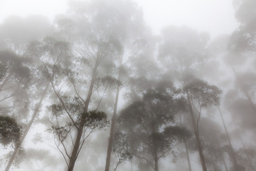 fog in pine forest