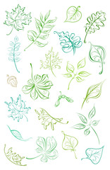 Vector set of linear leaves.