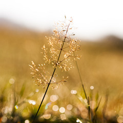 Plants and vegetation in the morning light with beautiful bokeh
