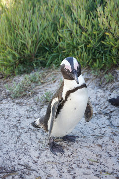 Closed up of African Penguins