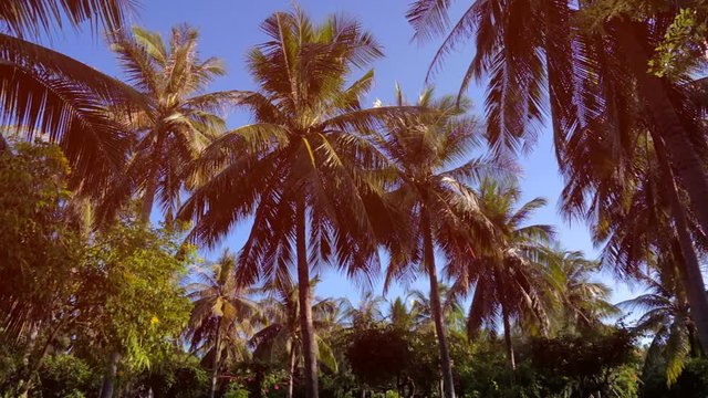 Crones of palm trees against a blue sky. Tropical island, clear, sunny day.