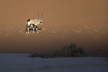 Oryx walking through the sand dunes of Namibia.