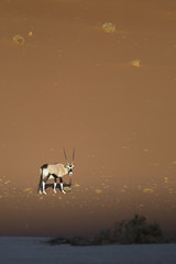 Oryx walking through the sand dunes of Namibia.
