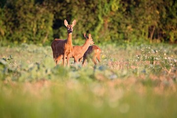 Capreolus capreolus,  Roe Deers are standing on the summer meadow before the sun in the grass with early dew. Wildlife scenery.
