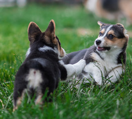 Photo of Welsh Corgi Dog Family Playing in Park on Green Grass. Pembroke Corgi Puppy Having Fun Outdoors