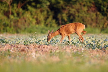 Capreolus capreolus,  Roe Deers are standing on the summer meadow before the sun in the grass with early dew. Wildlife scenery.