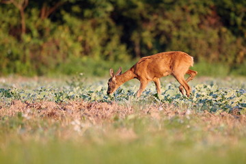 Naklejka na ściany i meble Capreolus capreolus, Roe Deers are standing on the summer meadow before the sun in the grass with early dew. Wildlife scenery.