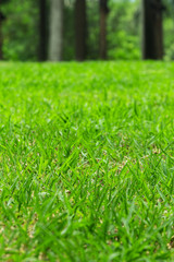 Photo of Green Grass Field. Summer Vacation Concept. Fresh Grass Lawn 