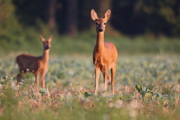 Capreolus capreolus,  Roe Deers are standing on the summer meadow before the sun in the grass with early dew. Wildlife scenery.