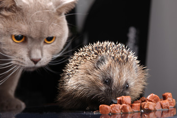 igel untergewichtig überwintern fressen katzenfutter 