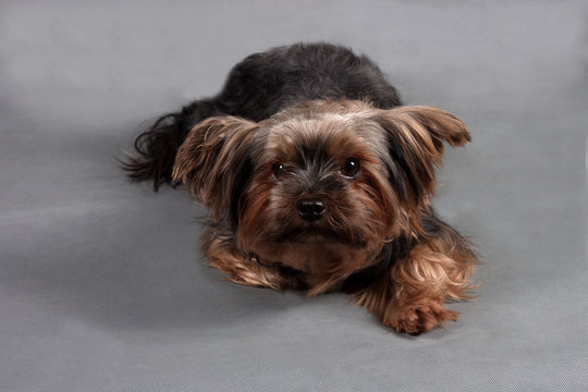 Yorkshire terrier lying on a gray background and looking at the camera