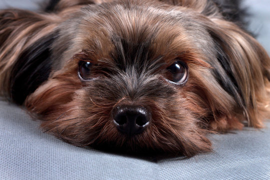 Yorkshire terrier on a gray background close up
