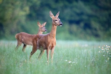 Capreolus capreolus,  Roe Deers are standing on the summer meadow before the sun in the grass with...