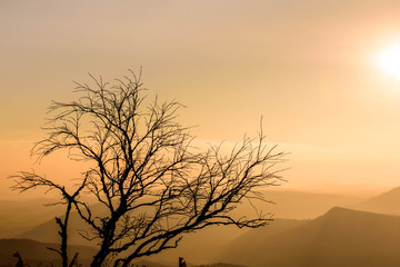Silhouette Tree with Sunrise Background