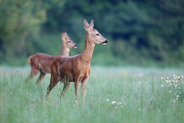 Capreolus capreolus,  Roe Deers are standing on the summer meadow before the sun in the grass with early dew. Slovakia Wildlife scenery.