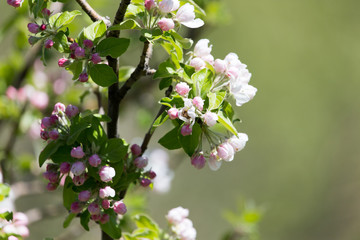 beautiful flowers on the branches of apple trees