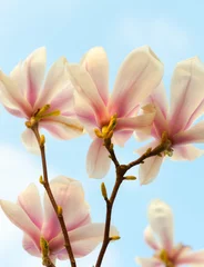 Store enrouleur sans perçage Magnolia magnolia