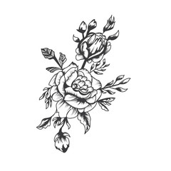 highly detailed hand drawwn roses flower, vector