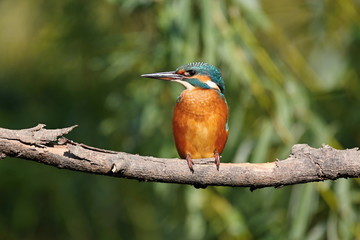 Common Kingfisher, Alcedo atthis.  Kingfisher sitting on a branch.