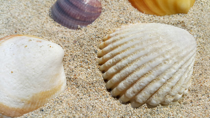 Closeup of sea shells on the sand
