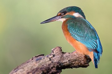 Common Kingfisher, Alcedo atthis. Europe, country Slovakia, region Horna Nitra- Kingfisher sitting on a branch.
