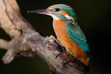 Common Kingfisher, Alcedo atthis. Europe, country Slovakia, region Horna Nitra- Kingfisher sitting on a branch.