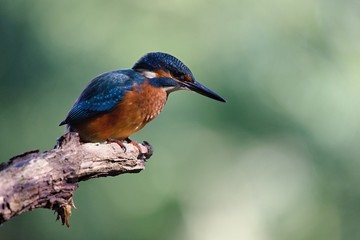 Common Kingfisher, Alcedo atthis. Europe, country Slovakia, region Horna Nitra- Kingfisher sitting on a branch.