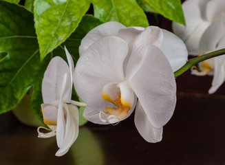 Orchid flowers on a wooden table. Potted flowers.