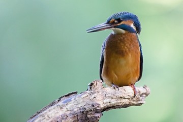 Common Kingfisher, Alcedo atthis. Europe, country Slovakia, region Horna Nitra- Kingfisher sitting on a branch.