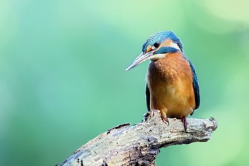 Common Kingfisher, Alcedo atthis. Europe, country Slovakia, region Horna Nitra- Kingfisher sitting on a branch.