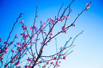 blossmos
